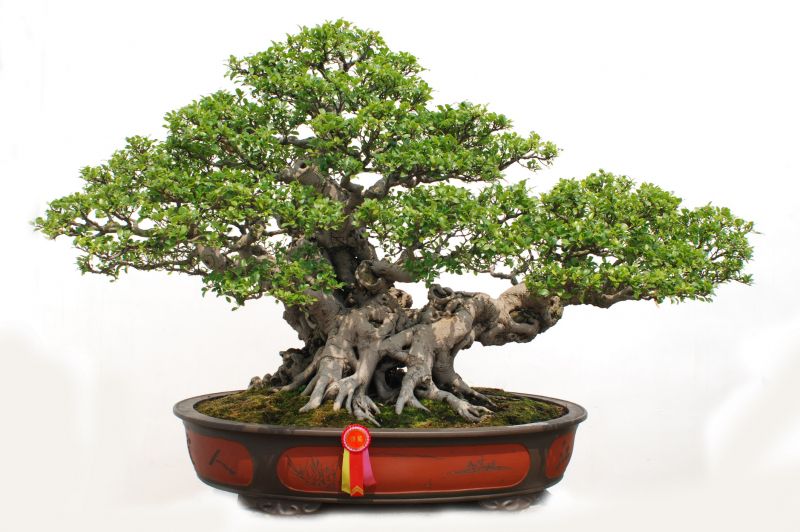 Bonsai Trimming Service