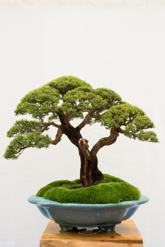 Healthy Bonsai Foliage