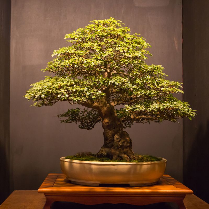 Healthy Bonsai Growth