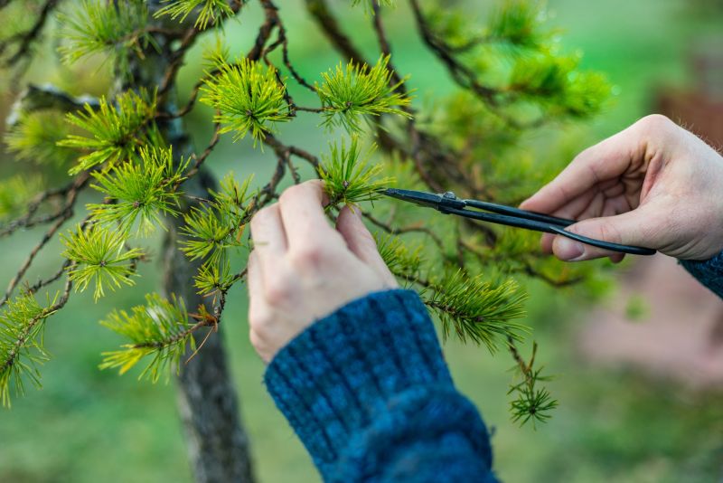 Products For Bonsai Trimmings in use