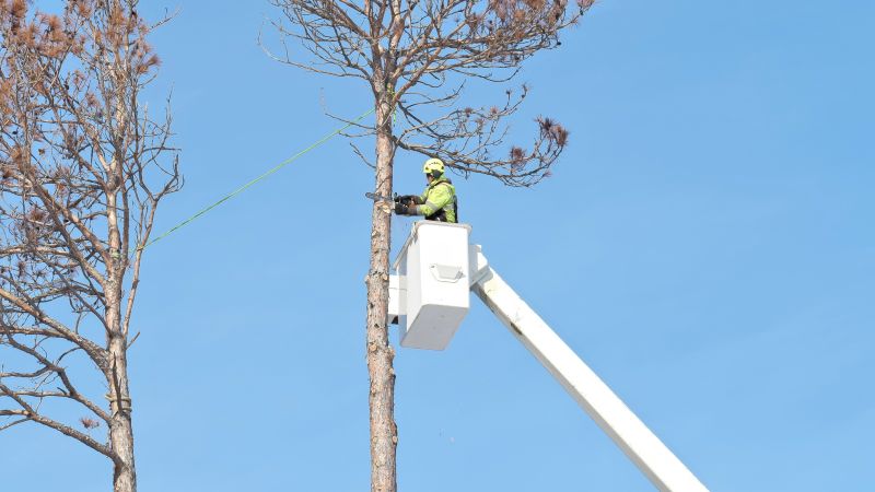 Tree Removal Service in Doylestown, PA