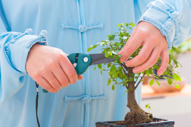 Contact About Bonsai Trimming